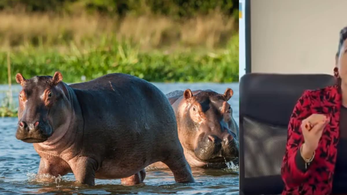 Colombia sacrificará 80 hipopótamos para frenar invasión de la especie en ecosistemas