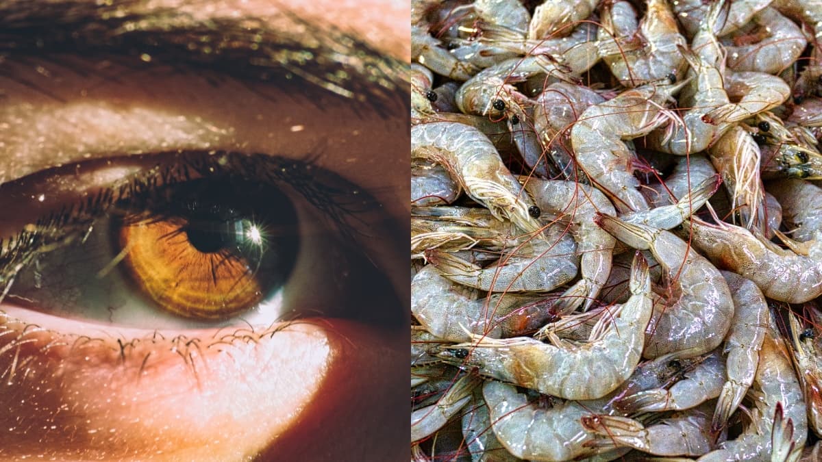 Virus acuático ahora afecta la visión en humanos: qué síntomas vigilar