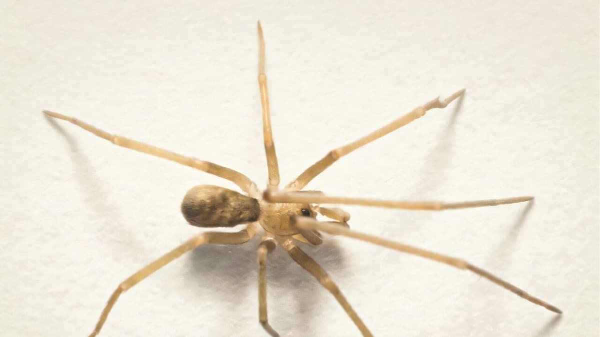 Descubren nueva araña urbana en Colombia bautizada en honor a Pink Floyd