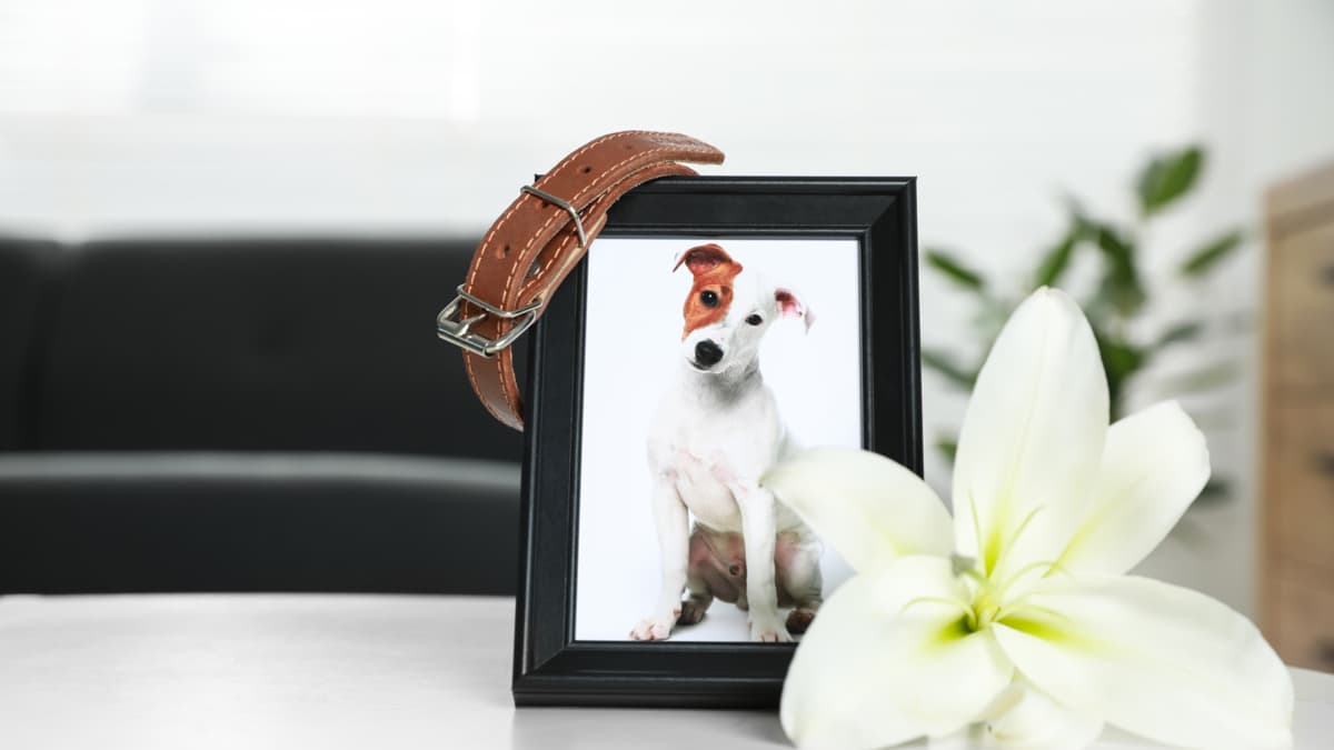 Colombia abre debate sobre licencias laborales por enfermedad o muerte de mascotas