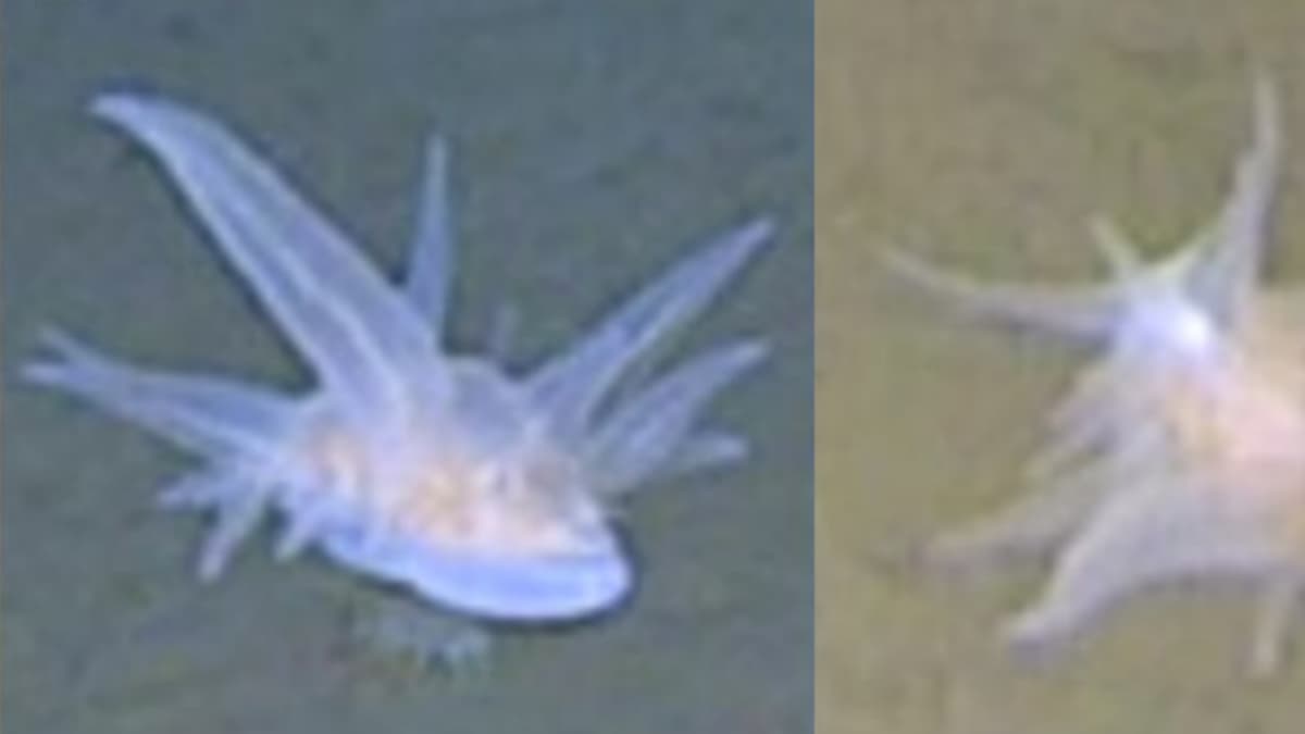 Descubren criatura misteriosa a 9 mil metros de profundidad que desafía la clasificación científica