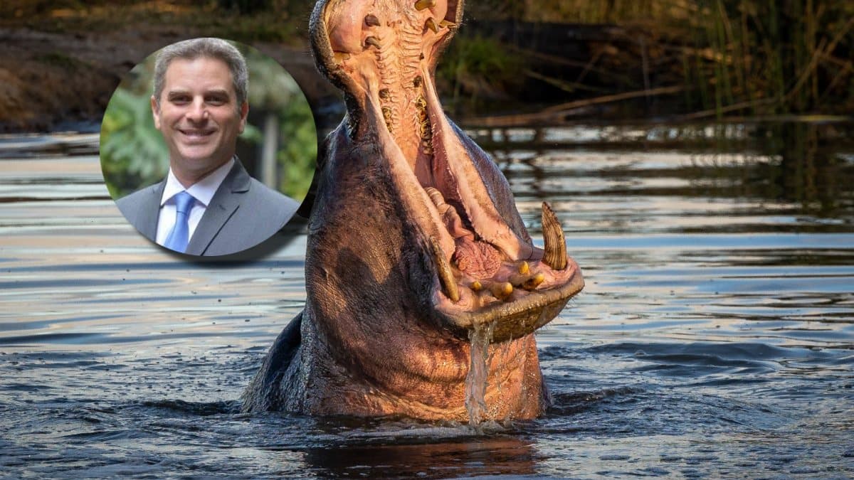 Exministro de Ambiente respalda eutanasia de hipopótamos como medida urgente contra invasión de especie