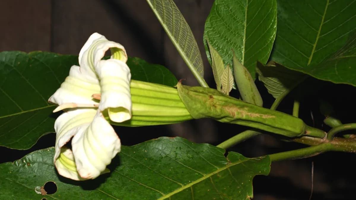 Descubren nuevo género de árbol en los bosques andinos de Colombia y Perú