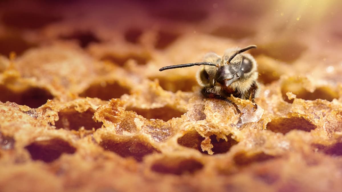 Científicos descubren tres nuevas especies de abejas carpinteras en Ecuador