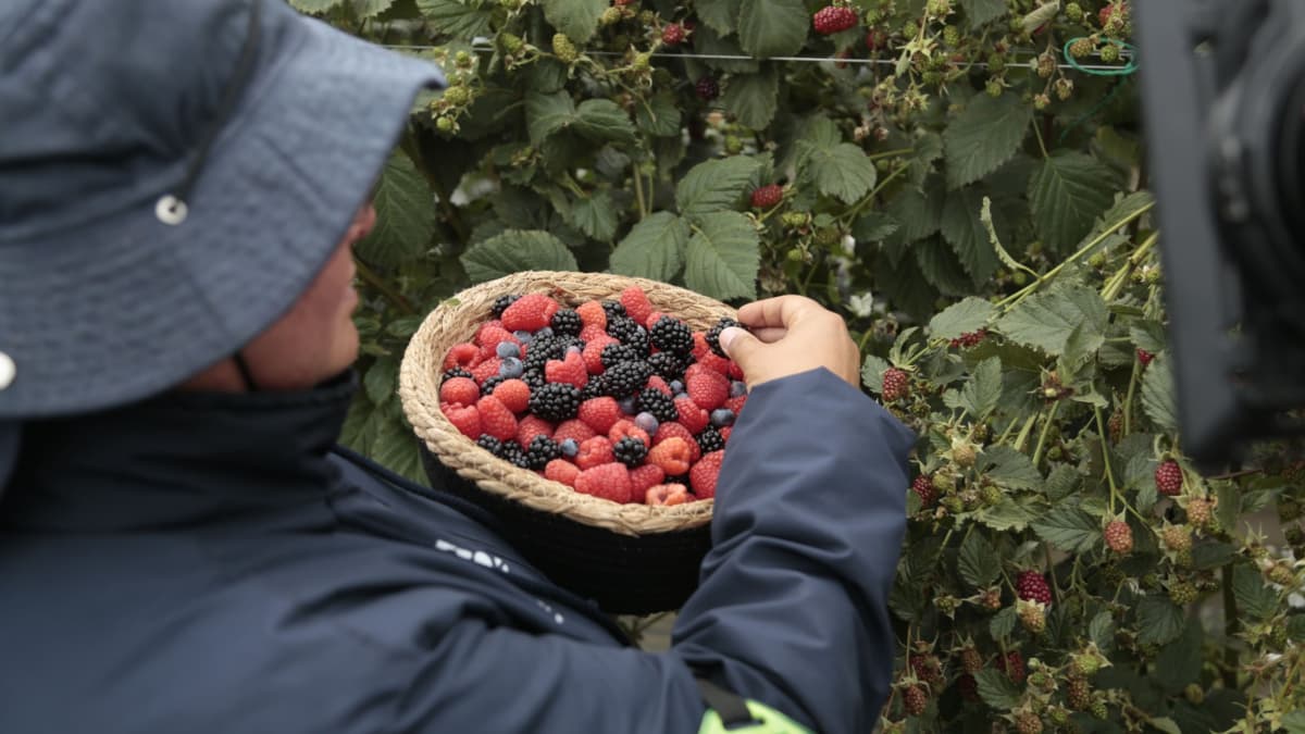 Frutos rojos colombianos: nutrición que suma y agricultores que merecen reconocimiento