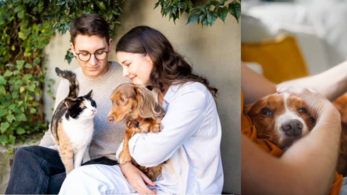 Startups colombianas desarrollan tecnología para cuidar la salud de mascotas de forma digital