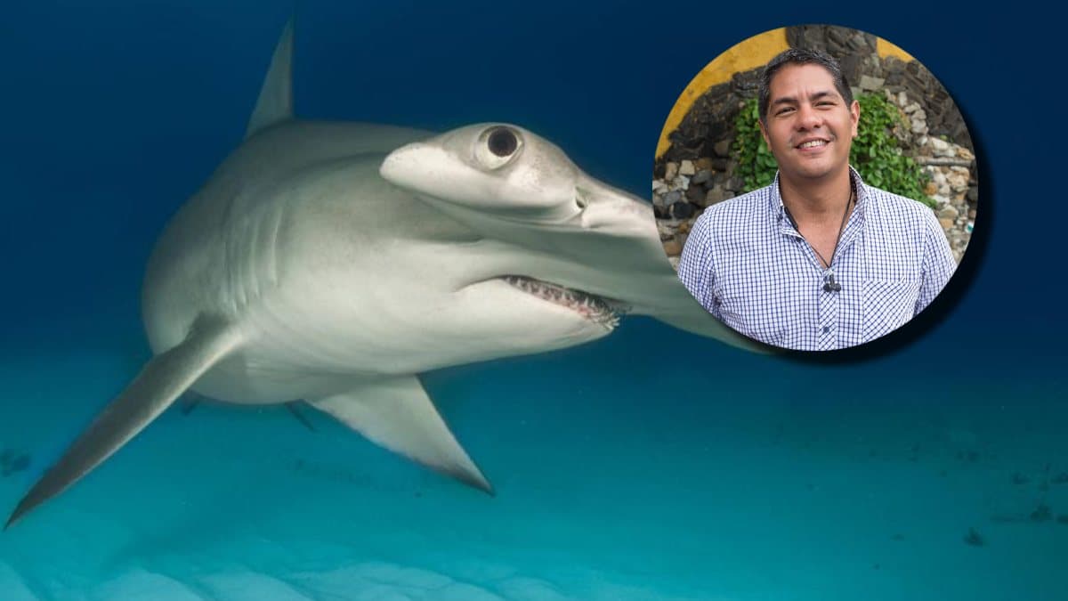 Tiburones martillo casi extintos: el alerta que trae experto colombiano al congreso mundial