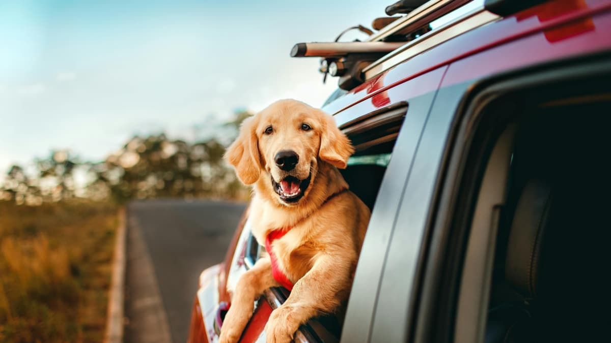 Viajar con mascotas se populariza: casi 15 millones buscan alojamientos pet-friendly en 2025