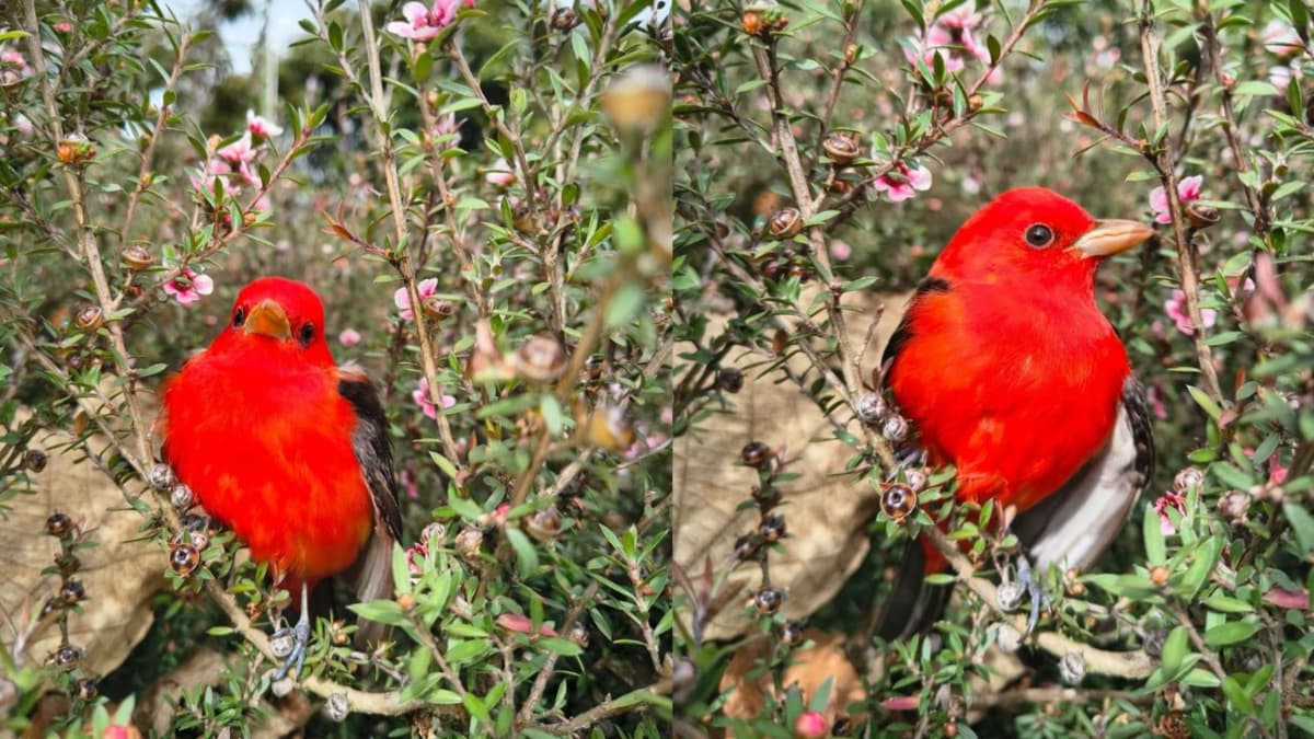 El pájaro rojo que viaja desde Norteamérica y aparece en Bogotá cada año
