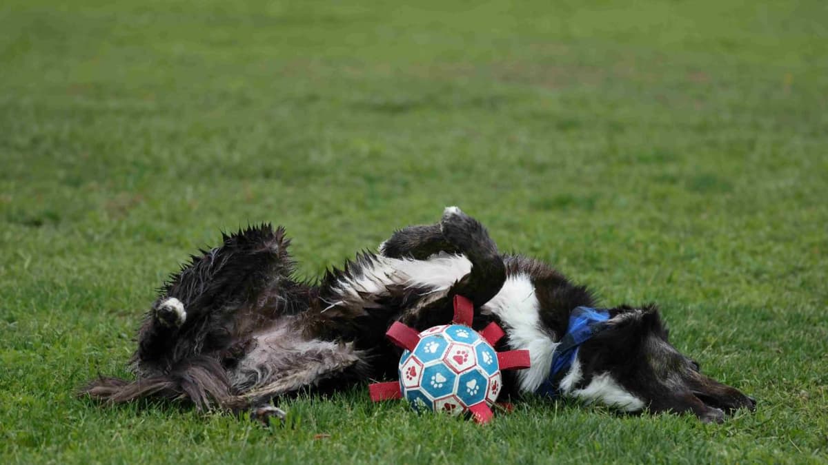 Jugar con tu perro fortalece el vínculo más que entrenarle, según estudio sueco