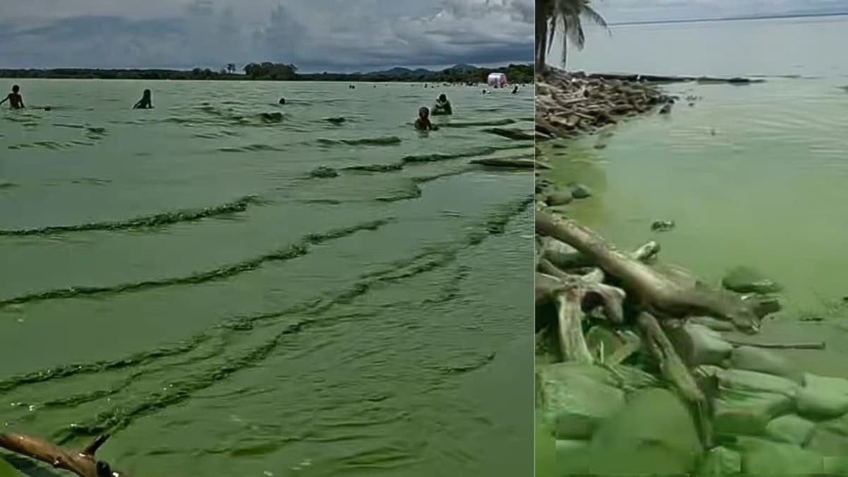 El mar de Turbo se tiñe de verde: qué causa el fenómeno y qué riesgos tiene para los bañistas