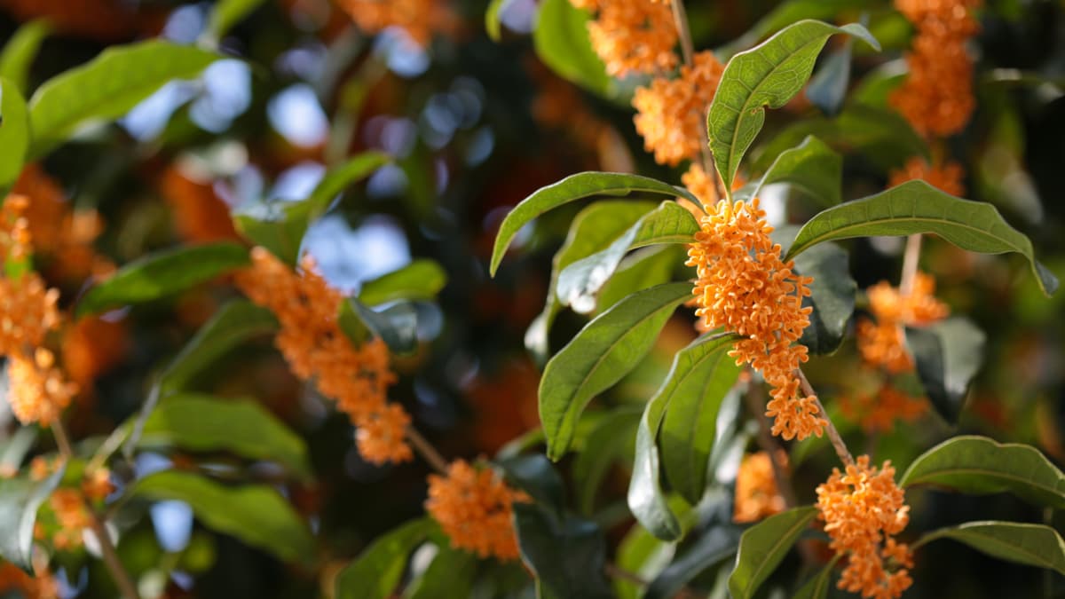 Osmanto: el árbol perfumado que transforma apartamentos pequeños en espacios fragantes