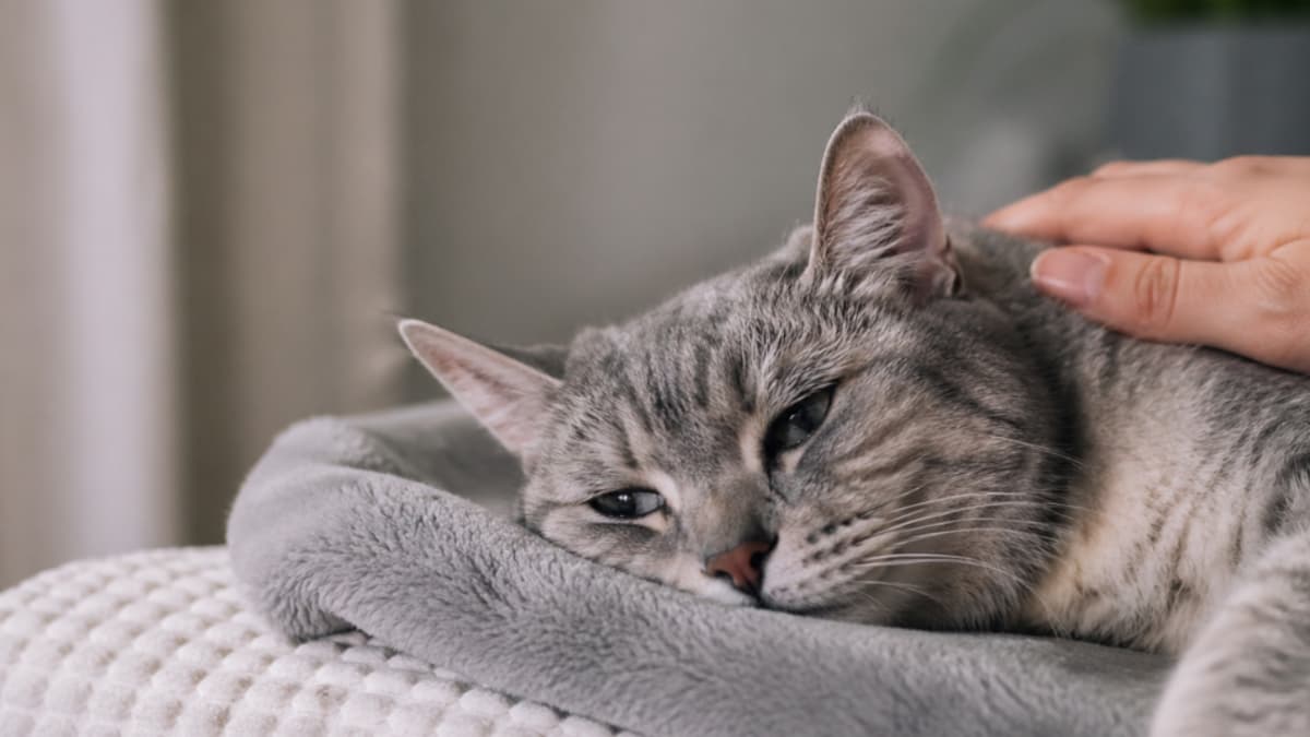 Las señales silenciosas del adiós: cómo reconocer cuándo un gato entra en sus últimos días