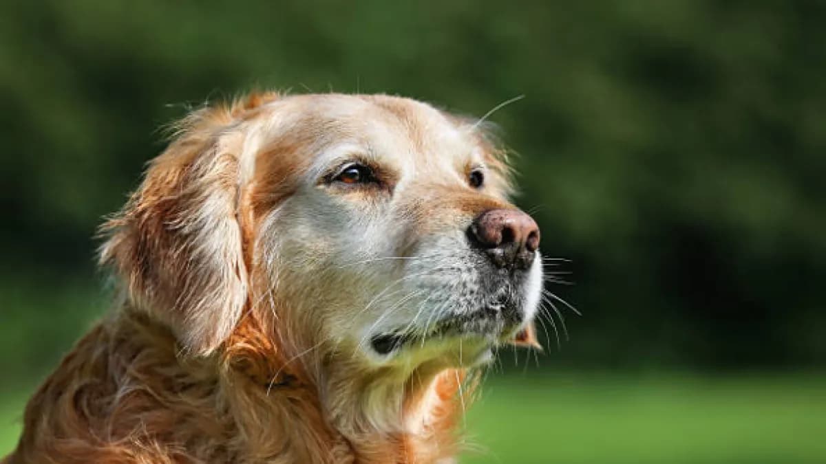 Pruebas genéticas en perros: cómo conocer su ADN mejora su cuidado y salud