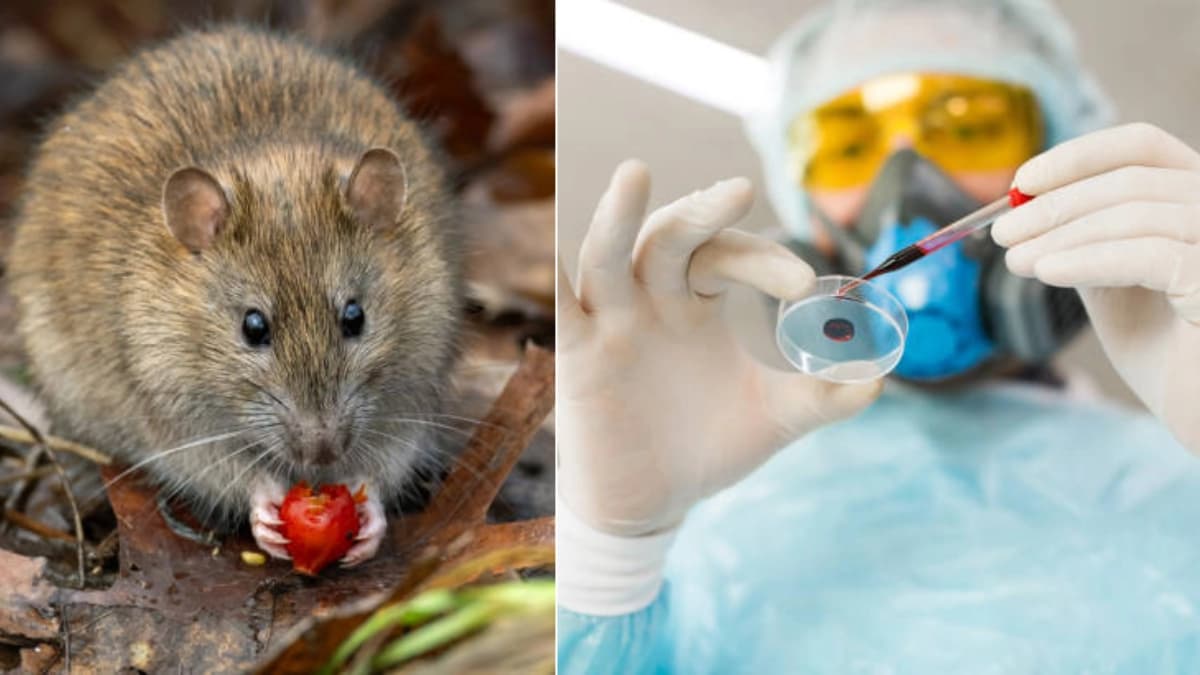 OMS: no hay cura para el hantavirus, pero sí formas de prevenirlo