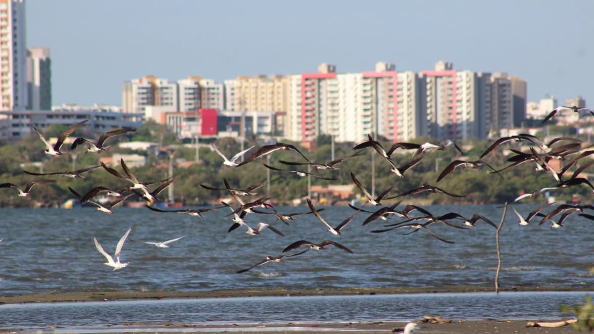 Barranquilla redescubre el Magdalena: de la espalda al río a convertirse en destino turístico global