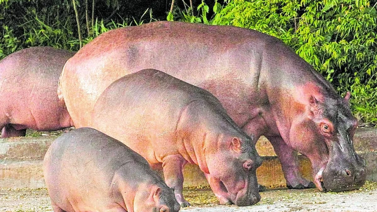 Exportar hipopótamos a India costaría más de 3 millones de dólares; Venezuela también ofrece recibirlos