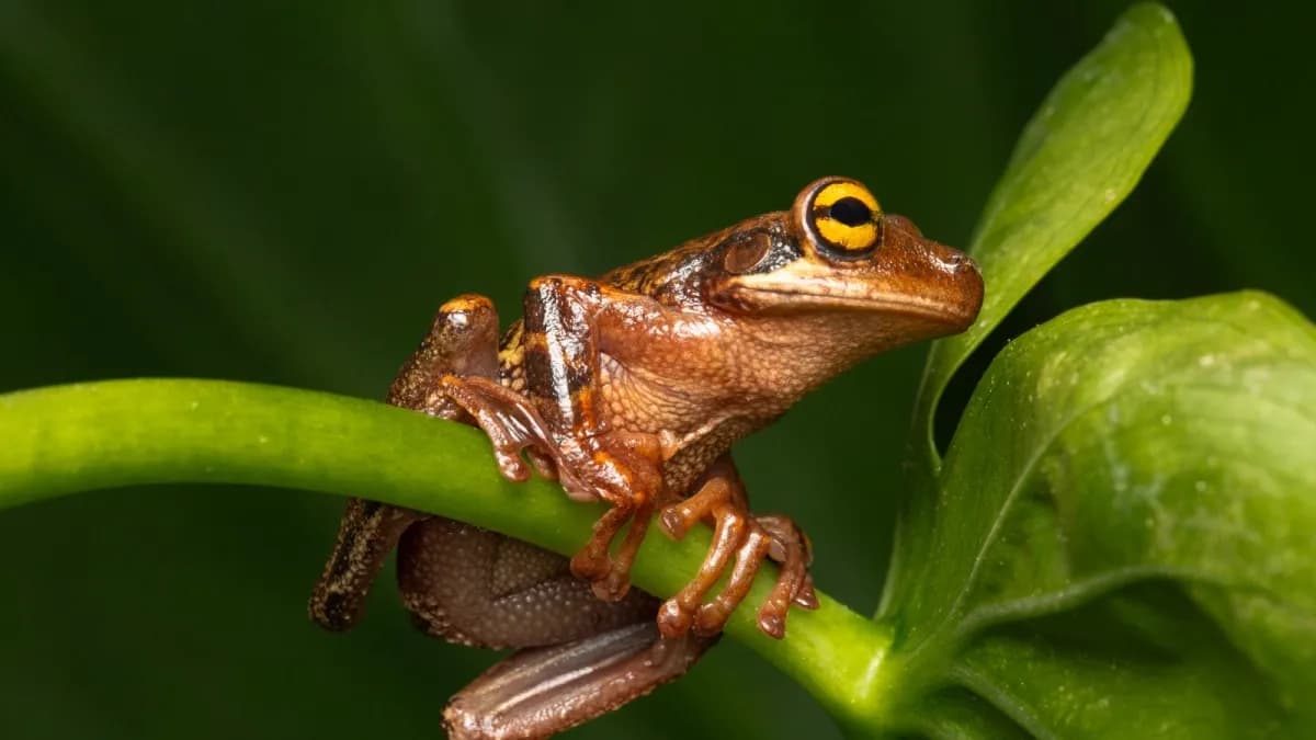 Descubren el canto de una rana amazónica en Huila: señal de ecosistemas saludables