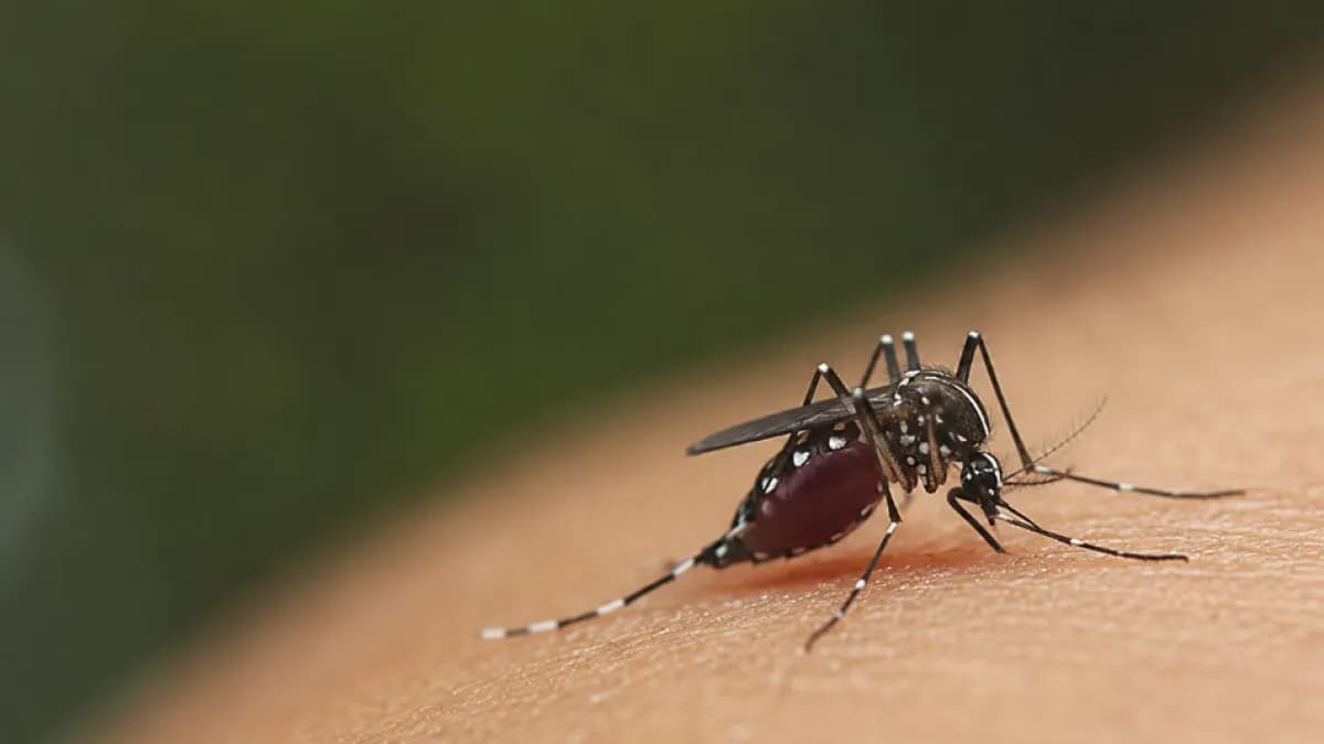 ¿Eliminar mosquitos transmisores de enfermedades? La ciencia debate los riesgos y beneficios