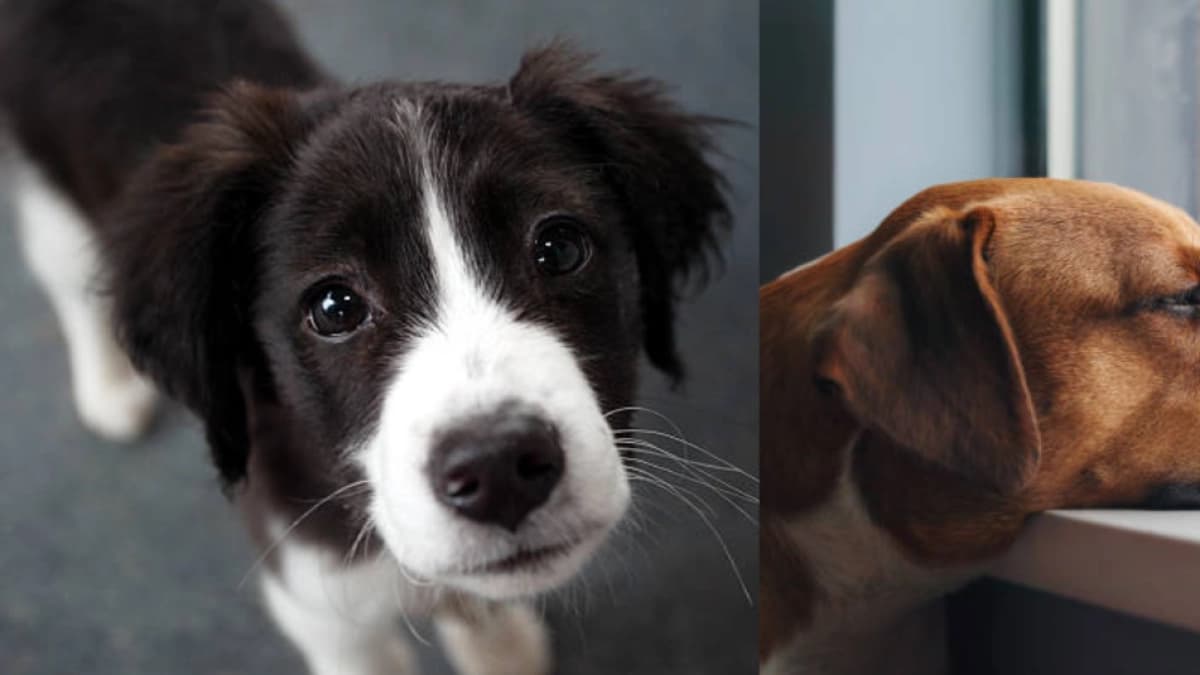 Depresión en mascotas: cómo identificarla sin confundirla con pereza