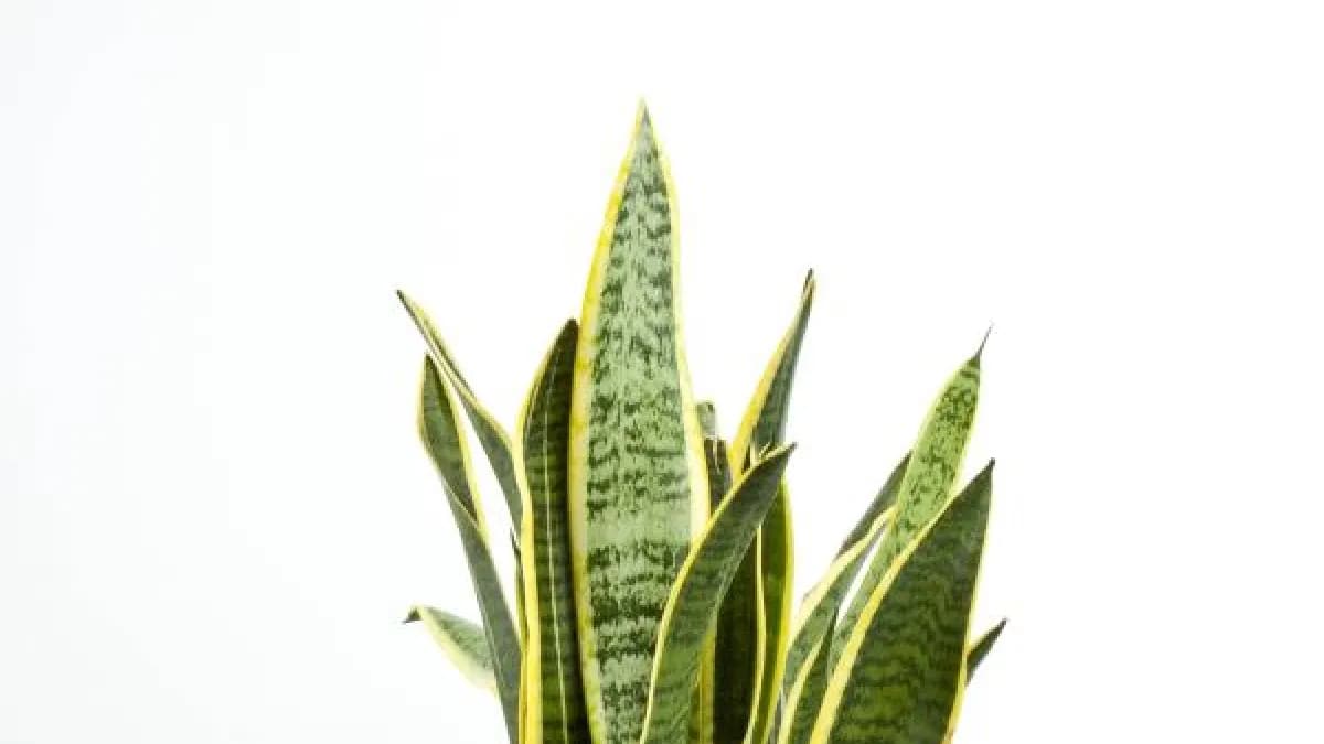 Lengua de suegra: la planta que decora y purifica el aire de tu hogar