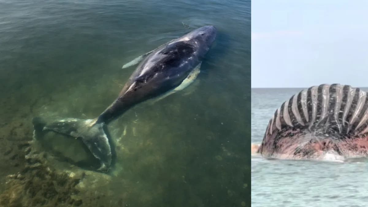 Murió Timmy, la ballena rescatada en Alemania: encontrada muerta en costas de Dinamarca