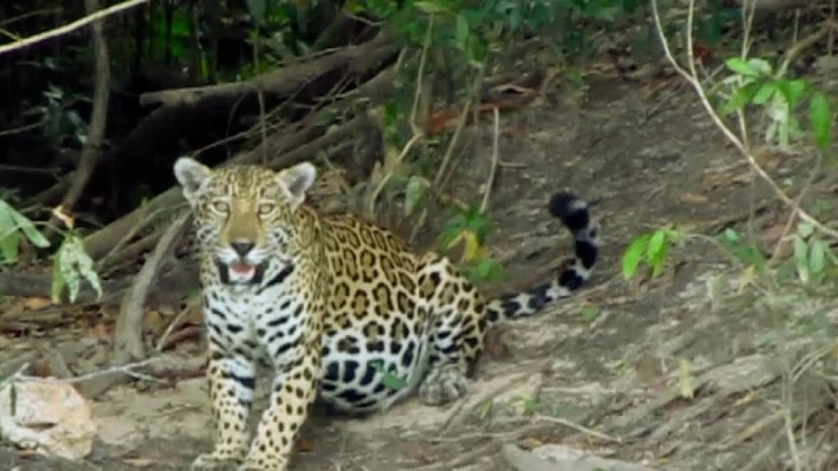 Jaguar avistado en El Tuparro confirma que la Orinoquia aún conserva ecosistemas saludables