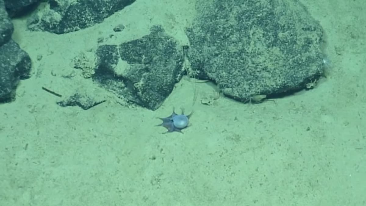 Descubren pulpo con patrón de color inverso en aguas profundas de Galápagos