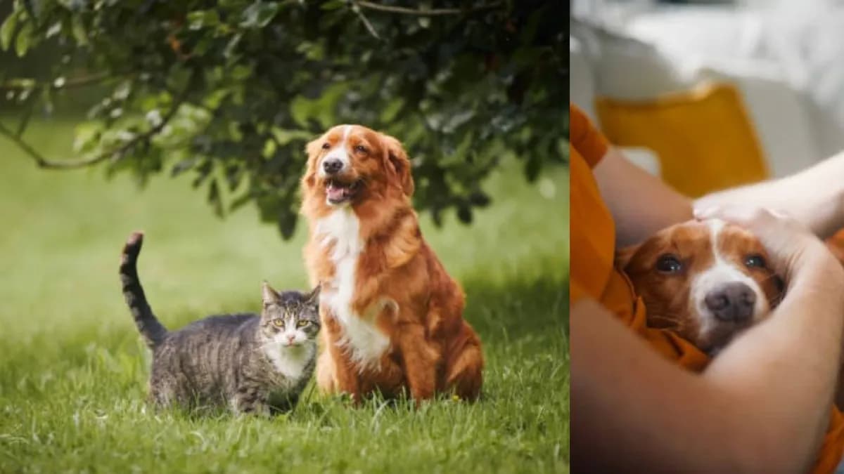 Perros y gatos de la pandemia ya son adultos: qué cuidados necesitan ahora