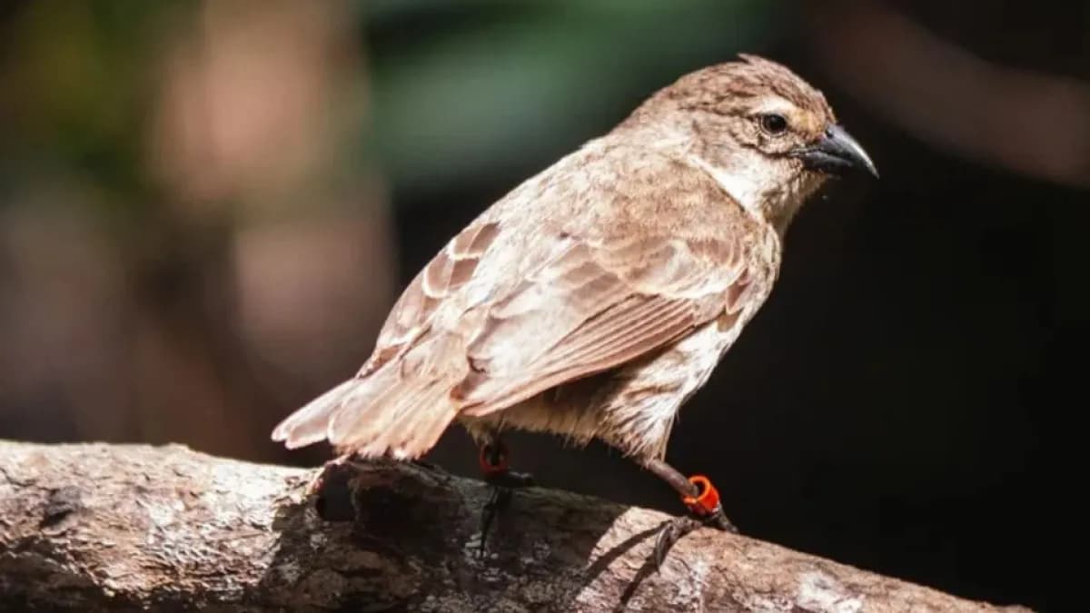 El pinzón de manglar logra su mejor temporada reproductiva en más de una década