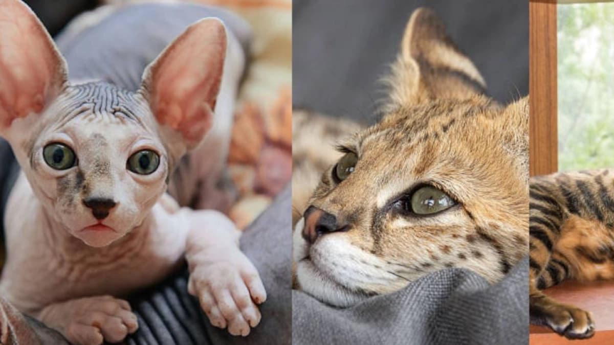 Gatos de lujo: cuáles son las razas más caras del mundo y qué debe saber antes de comprar una