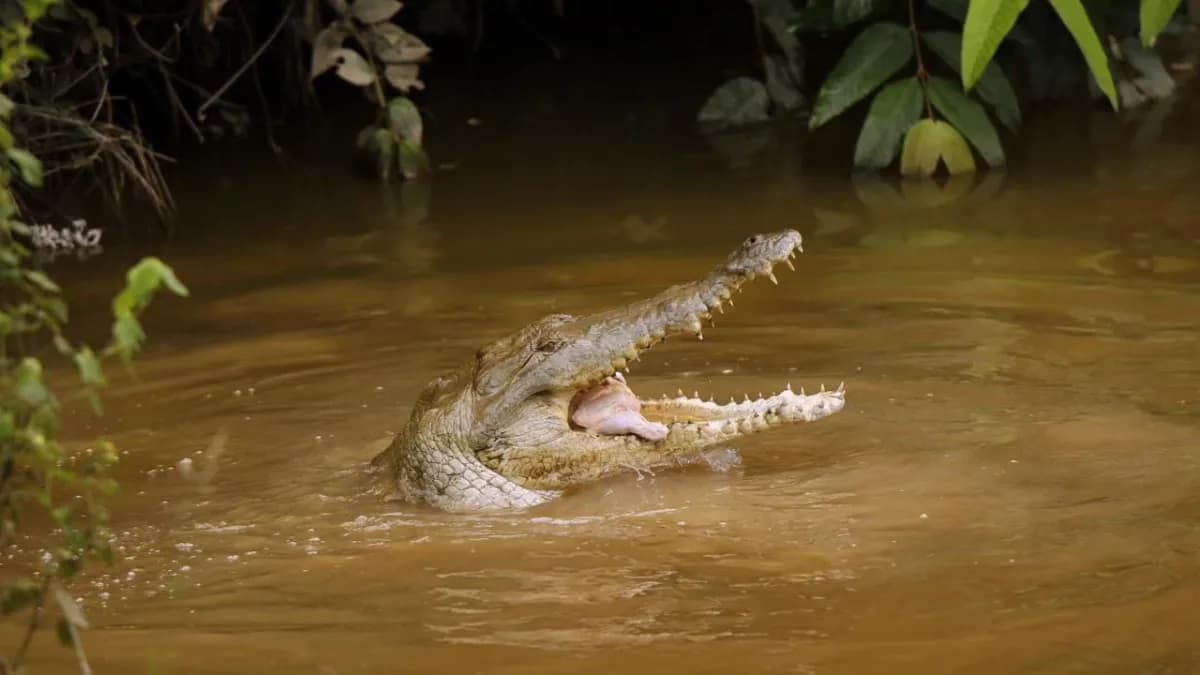 Caimanes llaneros reciben alimentación nuevamente tras intervención del Ministerio de Ambiente