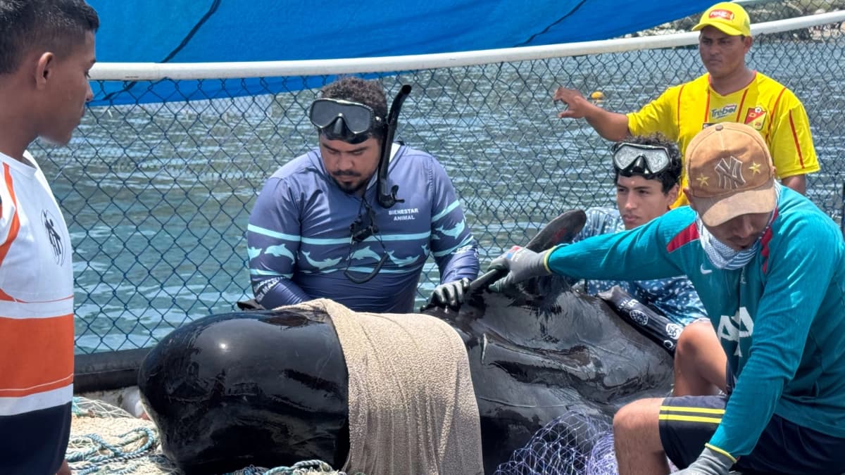 Ballena piloto rescatada en el Magdalena muere tras llegar en estado crítico al centro de rehabilitación
