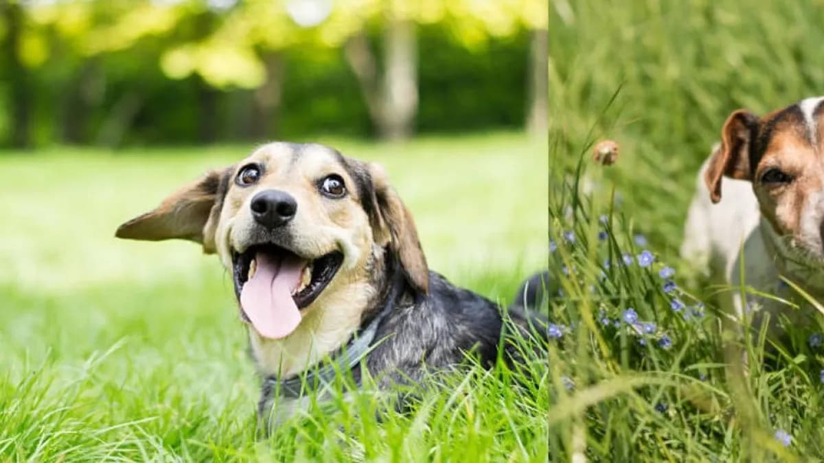 ¿Por qué los perros comen pasto? Cuándo es normal y cuándo hay que preocuparse