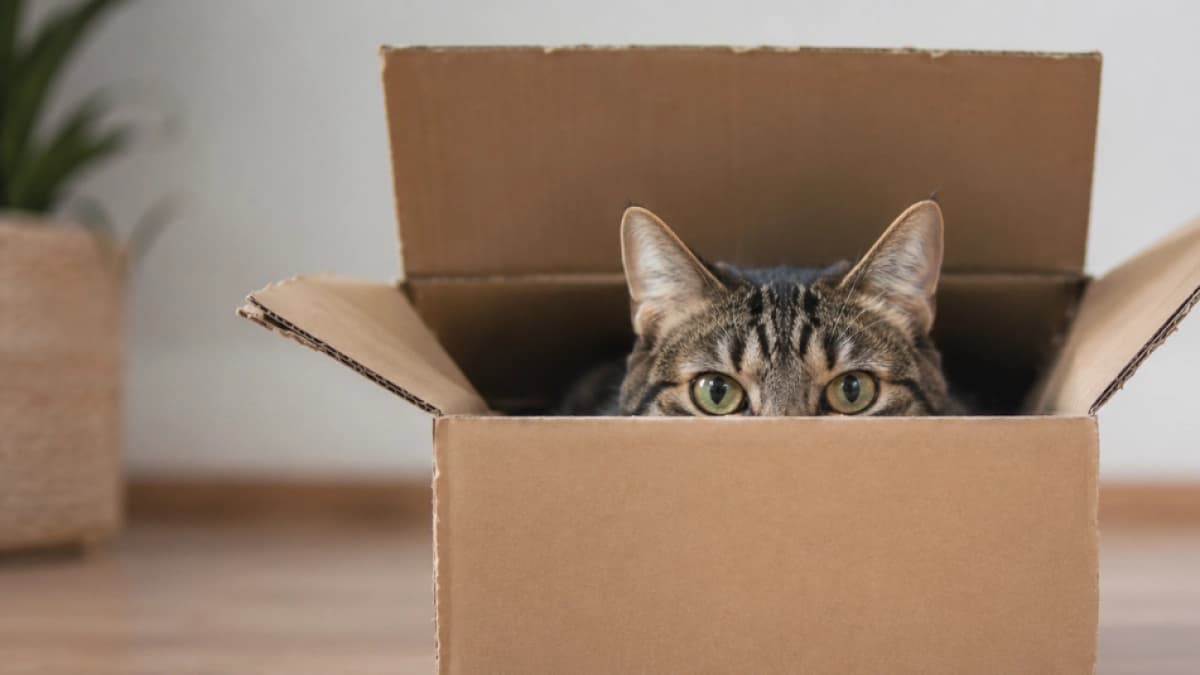 Una caja de cartón puede hacer más feliz a su gato que cualquier juguete caro