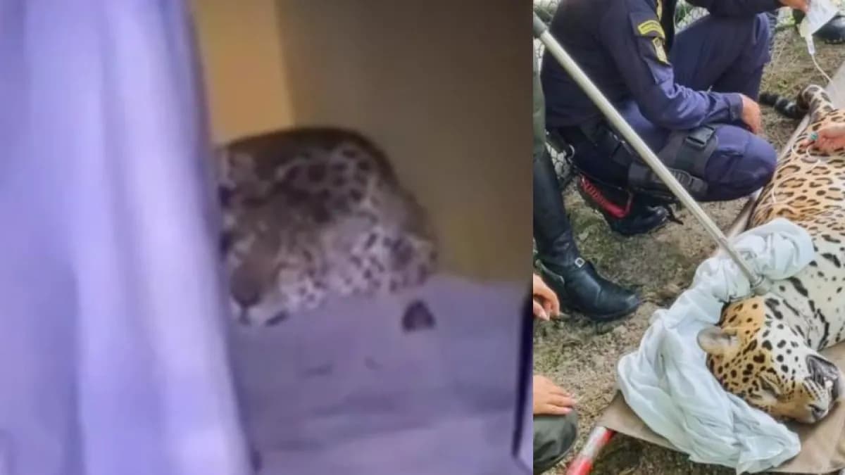 Jaguar de 110 kilos fue avistado en la Universidad Nacional sede Amazonia