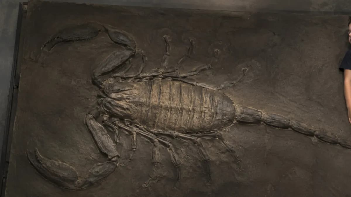 Descubren que fósil guardado 150 años era el escorpión más grande de la historia