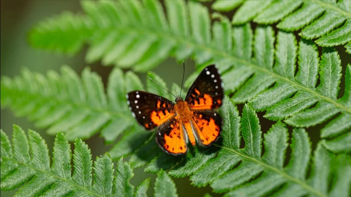 Colombia lidera mundial de observación de mariposas con más de 2.100 registros en semana global