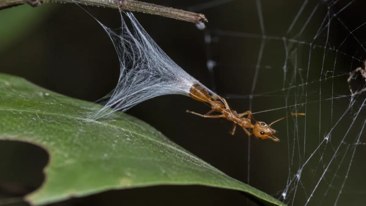 Descubren araña australiana que usa una catapulta de seda para capturar hormigas
