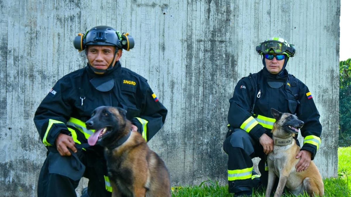 Cuatro perros colombianos llegan a Venezuela para rescatar sobrevivientes de terremotos