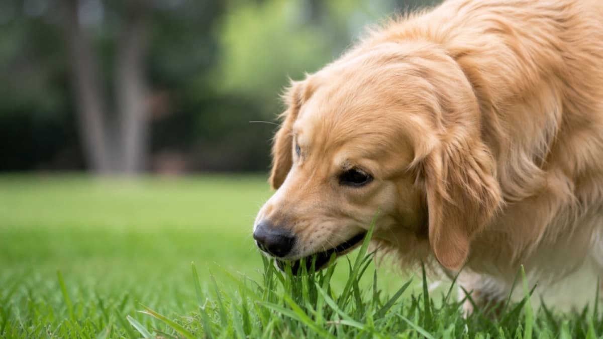 ¿Por qué los perros comen pasto? Especialistas explican este comportamiento frecuente