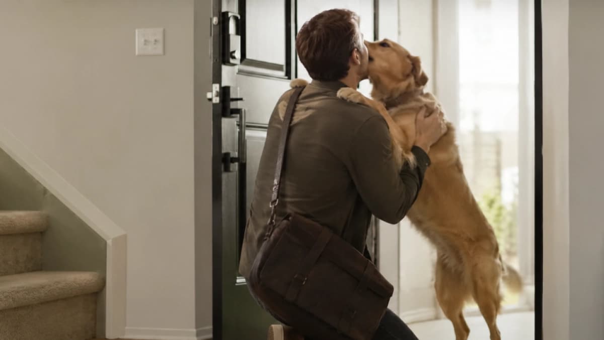 Ese salto exagerado de tu perro al llegar a casa podría ser ansiedad, no solo felicidad