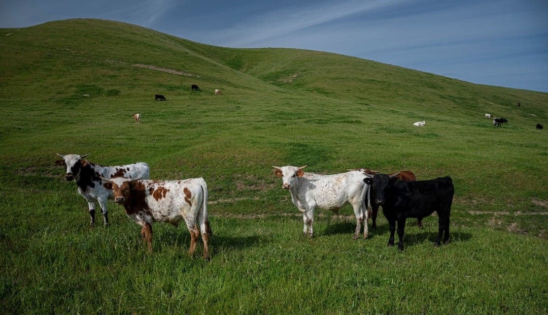 Carne colombiana contamina el doble del mundo: silvopastorismo ofrece salida rentable