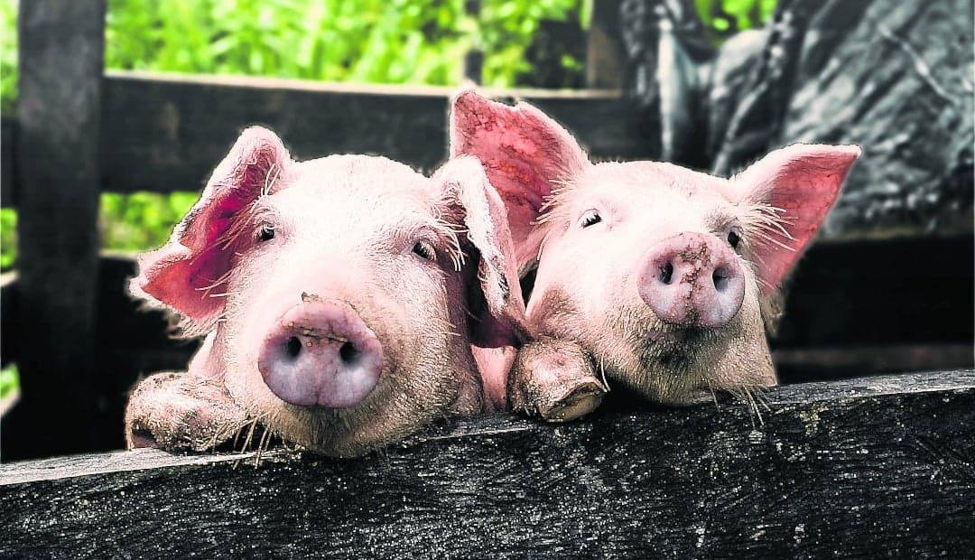 Las enfermedades que amenazan a la porcicultura colombiana: cómo contenerlas sin vacunas efectivas