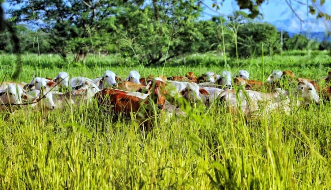 Sistemas silvopastoriles: la estrategia que multiplica ganancias en ganaderías colombianas