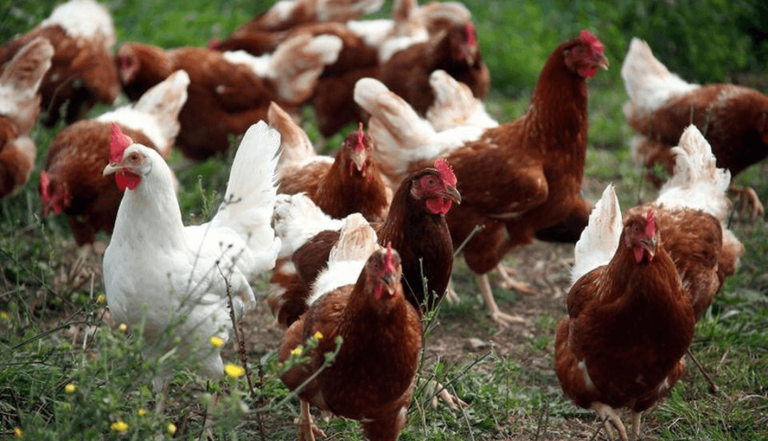 Brasil extiende emergencia por gripe aviar mientras busca proteger su liderazgo en exportación de pollo