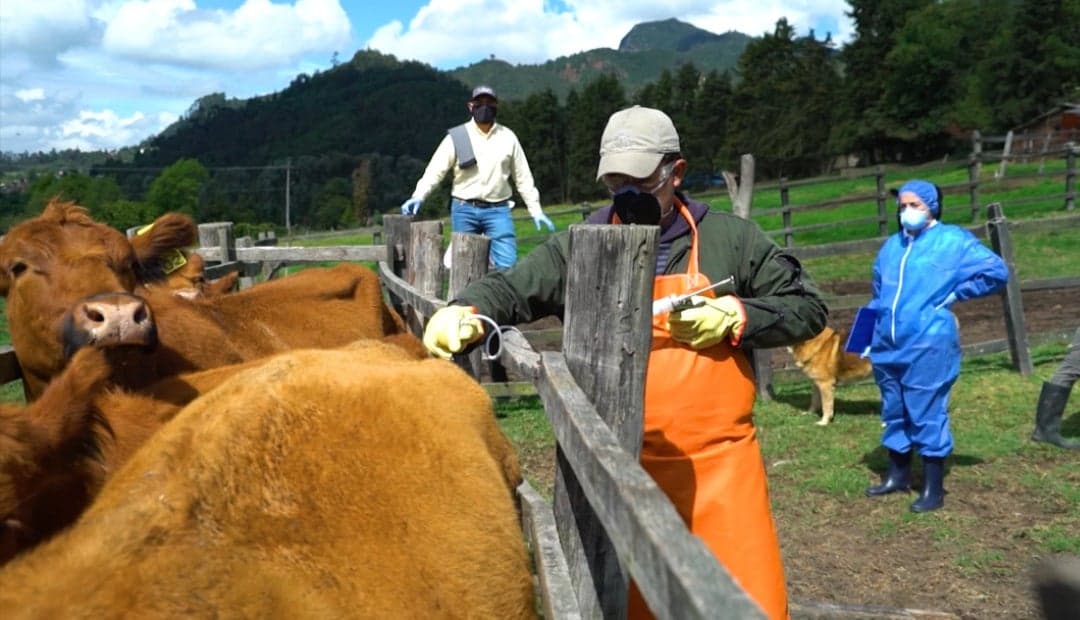 Ganadería colombiana avanza en inmunización: 10 millones de animales vacunados en tres semanas