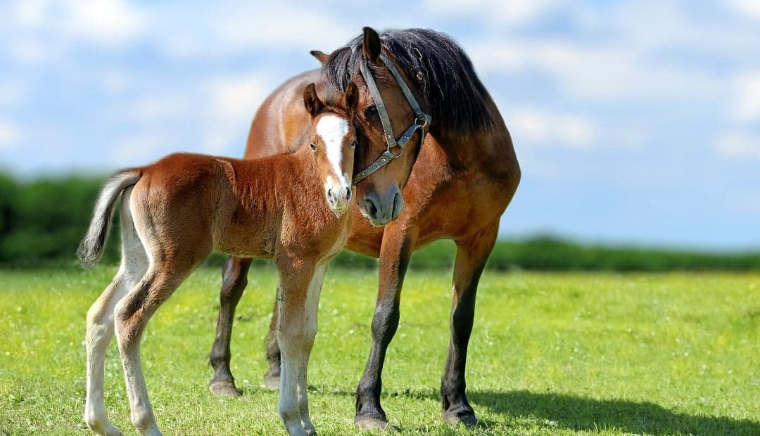 Subfertilidad en yeguas: cómo la biotecnología recupera millones en producción equina