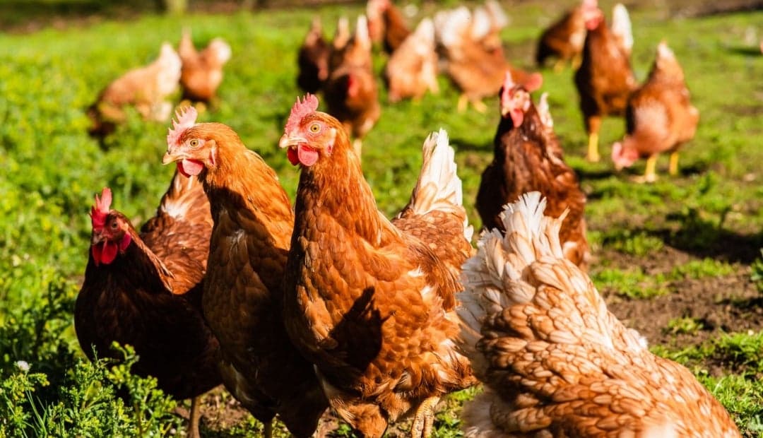 Bloqueos en el eje cafetero paralizan transporte de 57 millones de aves y alteran logística nacional