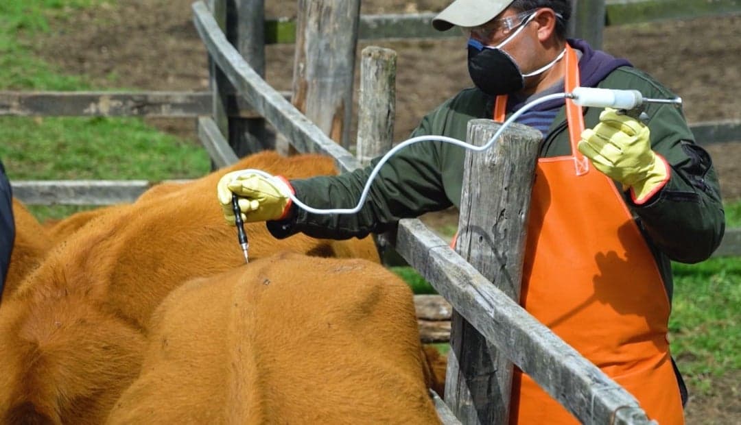 Fedegan sostiene que vacunación contra aftosa cubre 99% del ganado, no 7,4 millones sin protección